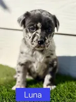 Luna, a female Australian Shepherd for sale in Aurora, IL – Photo 1 of 8