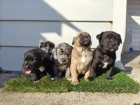 Ozzy, a male Australian Shepherd for sale in Aurora, IL – Photo 8 of 10