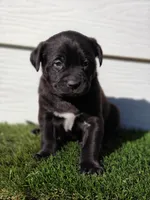 Ozzy, a male Australian Shepherd for sale in Aurora, IL – Photo 9 of 10