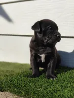 Ozzy, a male Australian Shepherd for sale in Aurora, IL – Photo 10 of 10