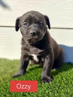 Ozzy, a male Australian Shepherd for sale in Aurora, IL – Photo 3 of 10