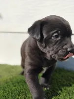 Ozzy, a male Australian Shepherd for sale in Aurora, IL – Photo 7 of 10