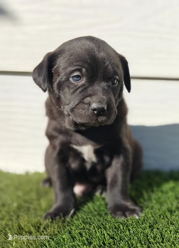 Ozzy – Australian Shepherd puppy for sale in Aurora, IL