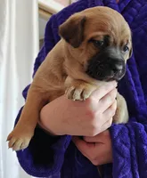 Freya, a female Australian Shepherd for sale in Aurora, IL – Photo 4 of 10