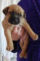 Freya, a female Australian Shepherd for sale in Aurora, IL – Photo 5 of 10