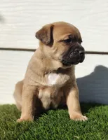 Freya, a female Australian Shepherd for sale in Aurora, IL – Photo 9 of 10