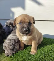 Freya, a female Australian Shepherd for sale in Aurora, IL – Photo 8 of 10