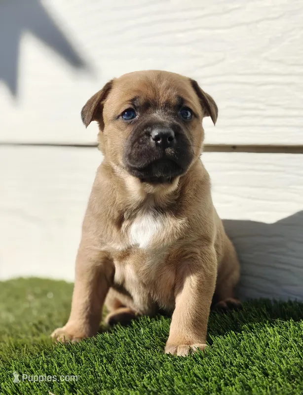 Freya – Australian Shepherd puppy for sale in Aurora, IL