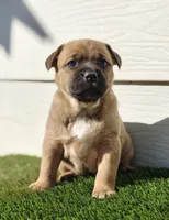 Freya, a female Australian Shepherd for sale in Aurora, IL – Photo 1 of 10