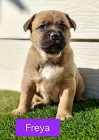 Freya, a female Australian Shepherd for sale in Aurora, IL – Photo 2 of 10