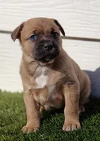 Freya, a female Australian Shepherd for sale in Aurora, IL – Photo 10 of 10