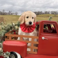 Ingrid, a female Poodle - Standard  and Goldador for sale in Nickelsville, VA – Photo 2 of 2