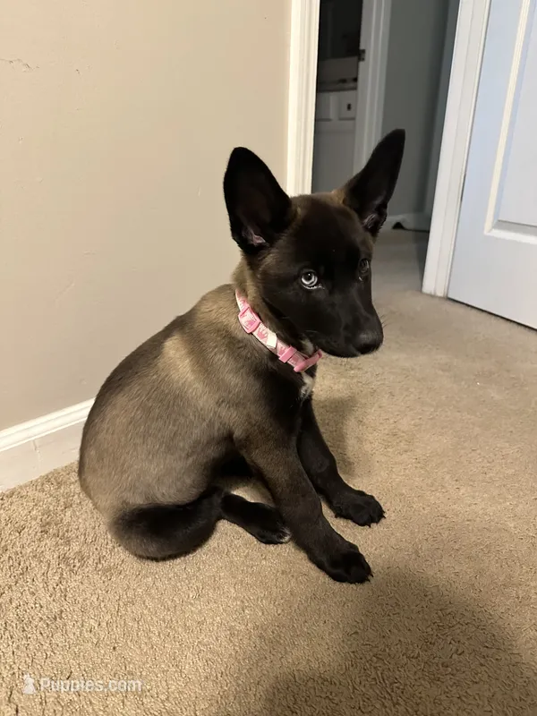 Daisy  – German Shepherd Dog, Siberian Husky puppy for sale in Atlanta, GA