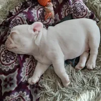 Frankie, a male French Bulldog for sale in Punta Gorda, FL – Photo 2 of 4