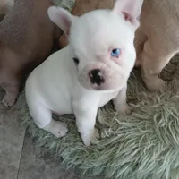 Frankie, a male French Bulldog for sale in Punta Gorda, FL – Photo 4 of 4