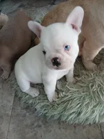 Frankie, a male French Bulldog for sale in Punta Gorda, FL – Photo 4 of 4