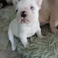 Frankie, a male French Bulldog for sale in Punta Gorda, FL – Photo 1 of 4