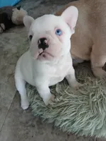 Frankie, a male French Bulldog for sale in Punta Gorda, FL – Photo 1 of 4