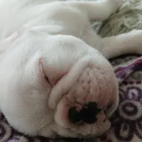 Frankie, a male French Bulldog for sale in Punta Gorda, FL – Photo 3 of 4