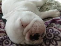 Frankie, a male French Bulldog for sale in Punta Gorda, FL – Photo 3 of 4