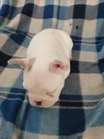 Reggie, a male French Bulldog for sale in Punta Gorda, FL – Photo 2 of 4