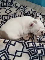 Reggie, a male French Bulldog for sale in Punta Gorda, FL – Photo 4 of 4