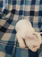 Reggie, a male French Bulldog for sale in Punta Gorda, FL – Photo 3 of 4