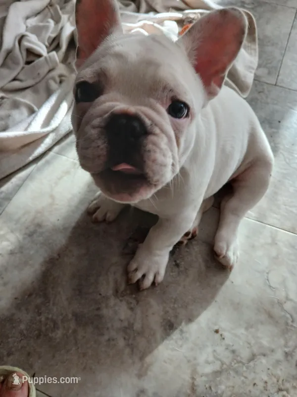 Reggie – French Bulldog puppy for sale in Punta Gorda, FL