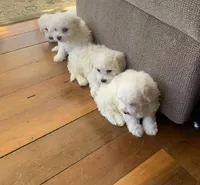 LibbyAKC, a female Bichon Frise for sale in Illinois, IL – Photo 1 of 2