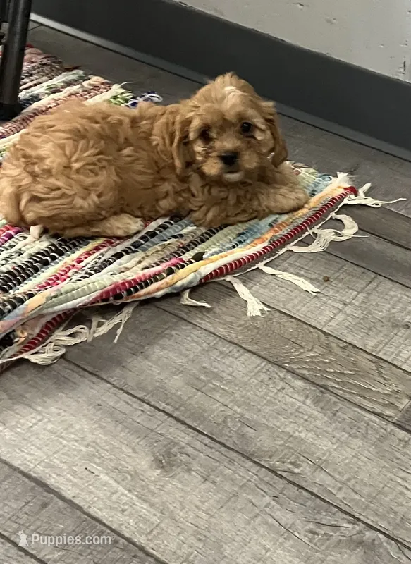 Boop – Cavapoo puppy for sale in Illinois, IL