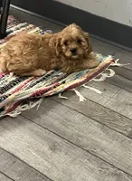 Boop, a female Cavapoo for sale in Illinois, IL – 1 of 1