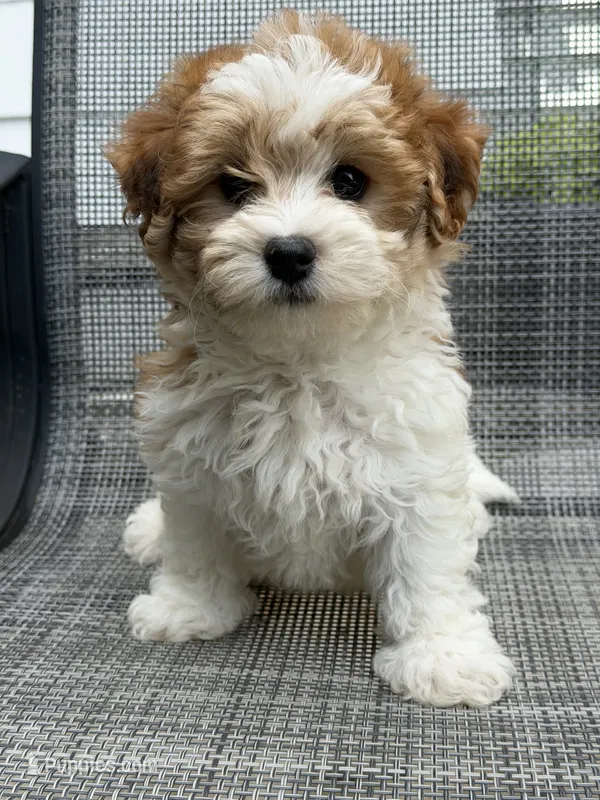Liza – Cavapoo puppy for sale in Illinois, IL