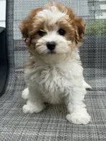 Liza, a female Cavapoo for sale in Illinois, IL – 1 of 2
