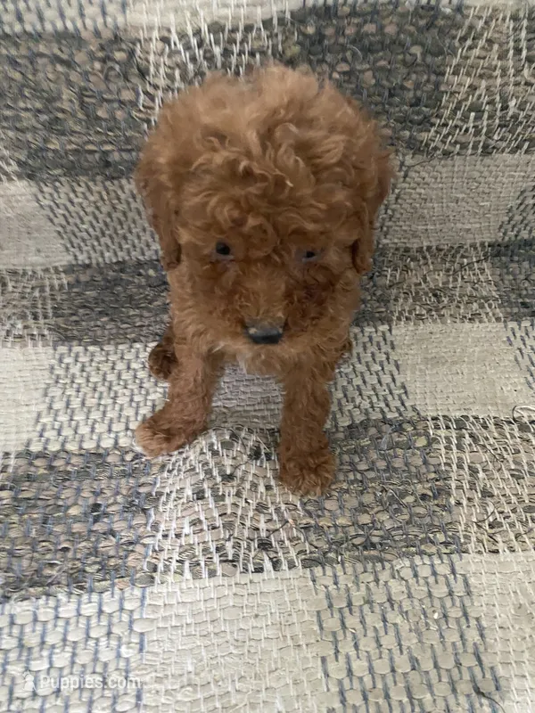 Gigi – Poodle - Toy  puppy for sale in Illinois, IL