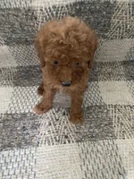 Gigi, a female Poodle - Toy  for sale in Illinois, IL – 1 of 2