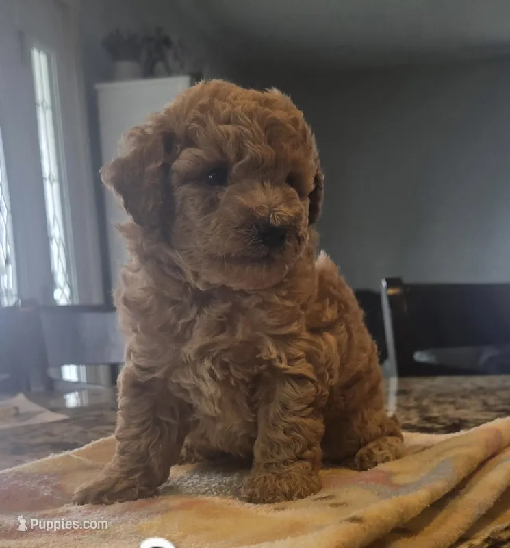 Bronx akc – Poodle - Toy  puppy for sale in Illinois, IL