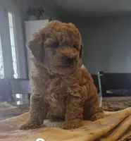 Bronx akc, a male Poodle - Toy  for sale in Illinois, IL – 1 of 1