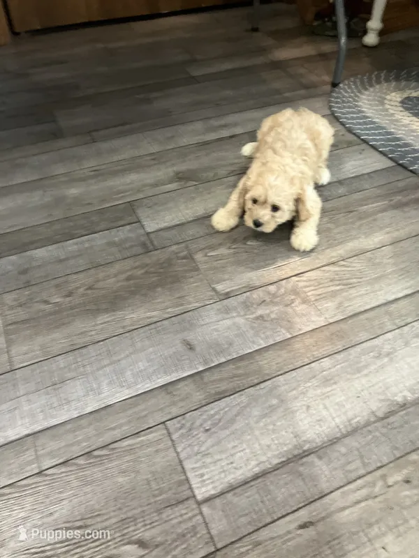 Lori – Cavapoo puppy for sale in Illinois, IL