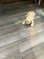 Lori, a female Cavapoo for sale in Illinois, IL – 1 of 2