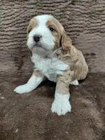 Moyen, a male Bernedoodle for sale in Illinois, IL – Photo 2 of 2
