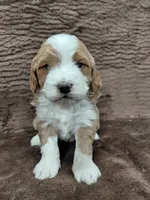 Moyen, a male Bernedoodle for sale in Illinois, IL – Photo 1 of 2