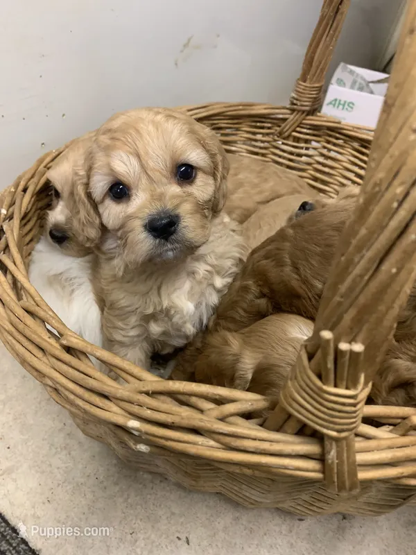 Luke – Cavapoo puppy for sale in Illinois, IL