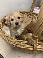 Luke, a female Cavapoo for sale in Illinois, IL – 2 of 2
