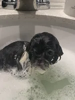 1lb@12wks, a female Mal Shi for sale in Illinois, IL – Photo 1 of 3