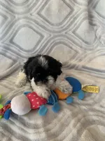 1lb@12wks, a female Mal Shi for sale in Illinois, IL – Photo 3 of 3