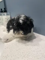 1lb@12wks, a female Mal Shi for sale in Illinois, IL – Photo 2 of 3