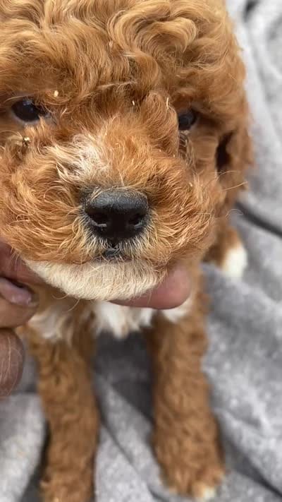 Billy, a male Poodle - Toy  for sale in Illinois, IL – 1 of 1