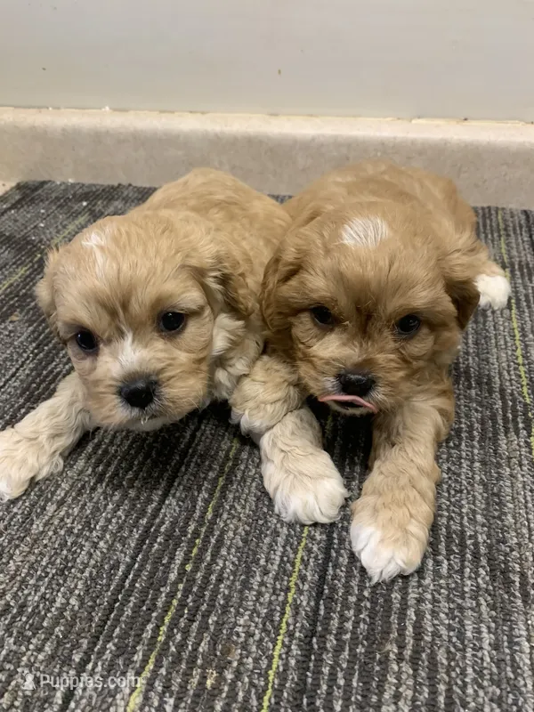 Luke – Cavapoo puppy for sale in Illinois, IL