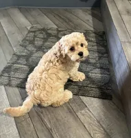 Lori, a female Cavapoo for sale in Illinois, IL – 2 of 2