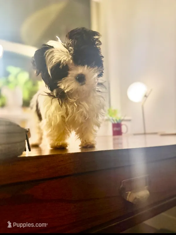 Tcup 1.5lbs – Yorkipoo puppy for sale in Illinois, IL